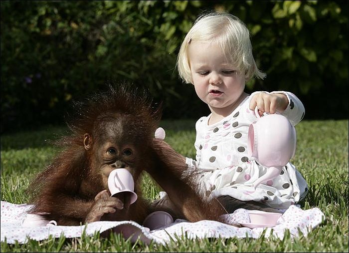 Дети шимпанзе фото