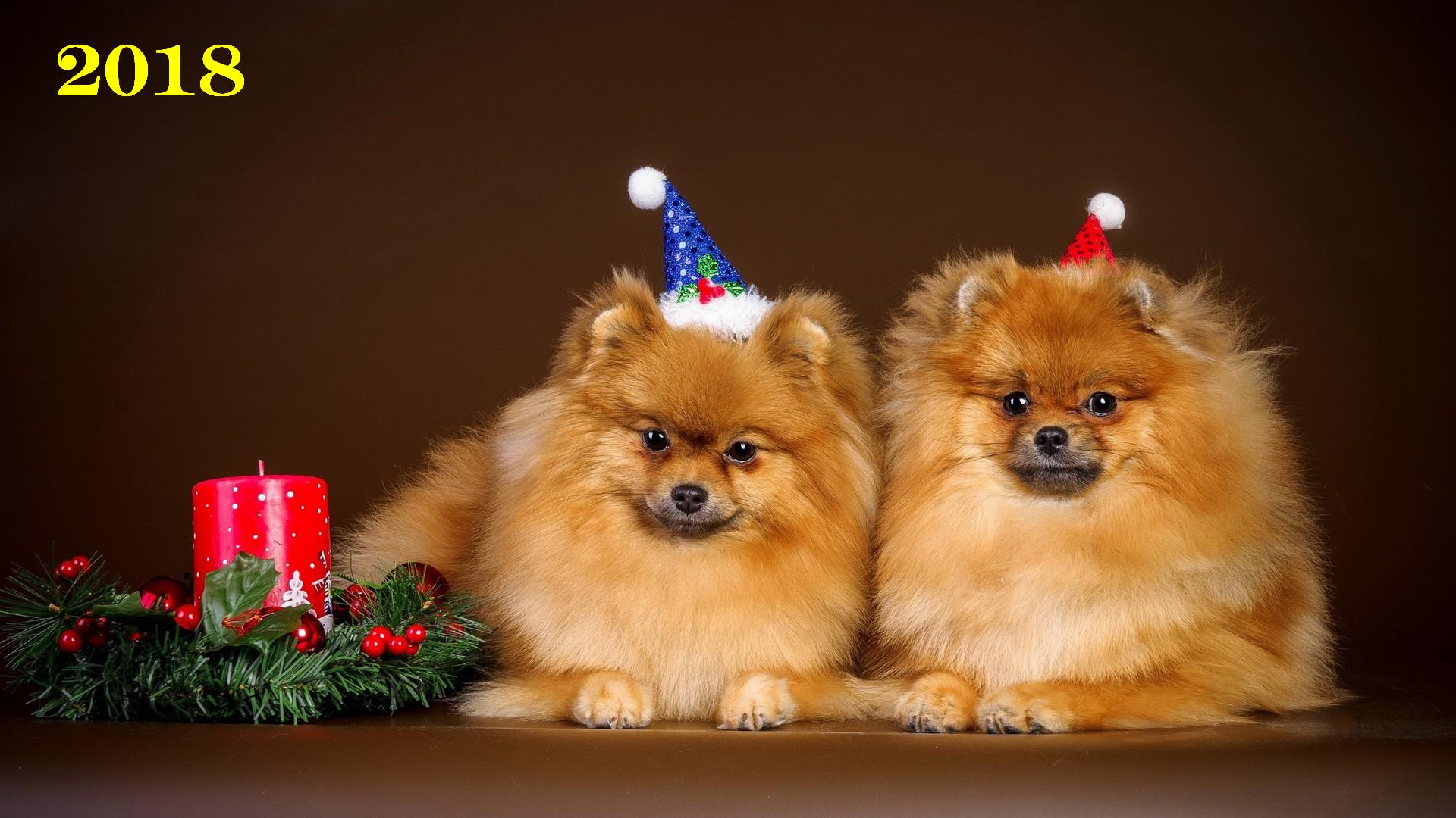 Новогодние Собаки