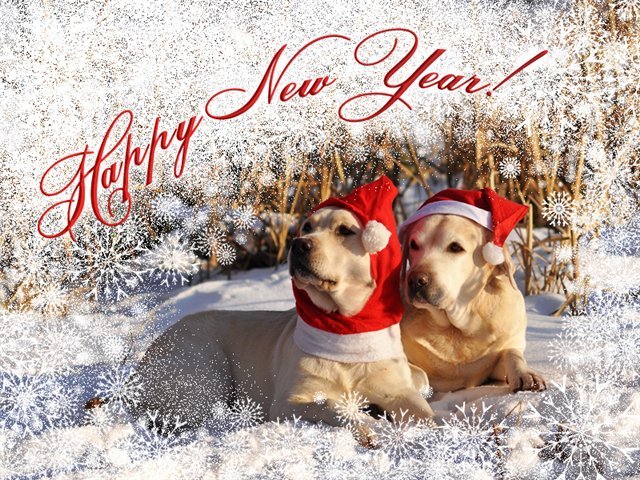 Лучшие новогодние открытки на год Собаки 2018