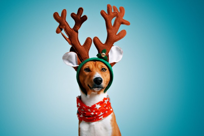Красивые виртуальные открытки на Новый год 2018 - год Собаки
