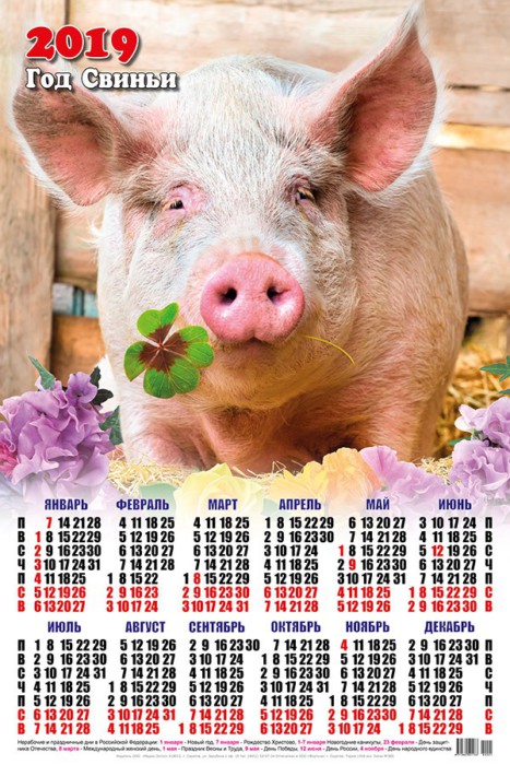 Красивые настенные календари со свинками на 2019 год