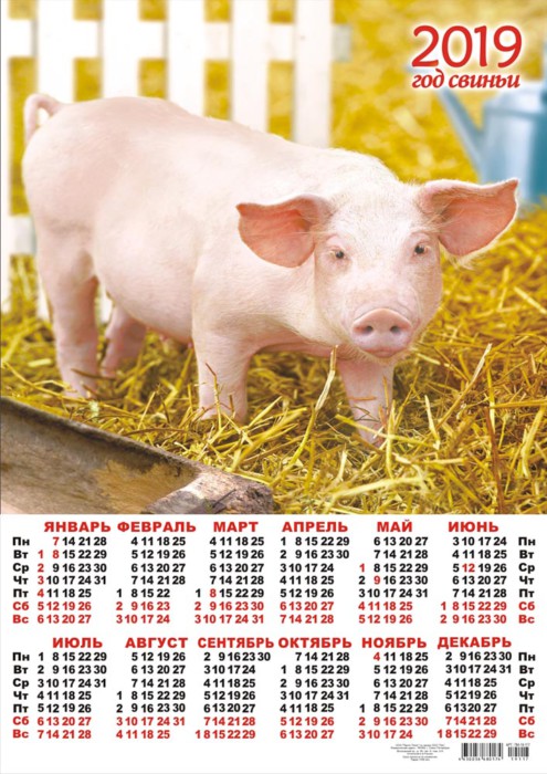 Красивые настенные календари со свинками на 2019 год