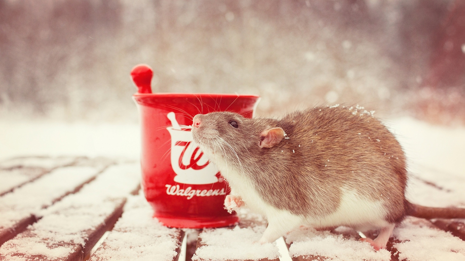 Новогодние обои на рабочий стол с мышками и крысами