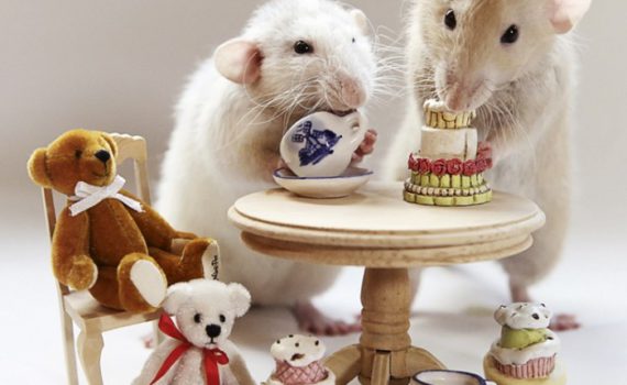 Стильные прикольные картинки с новогодними крысами и мышками